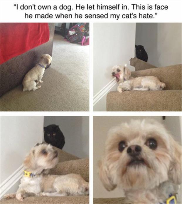 the cat hates the dog