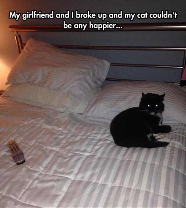 the cat is happy about the breakup