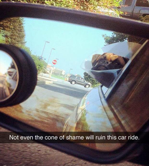 the cone of shame