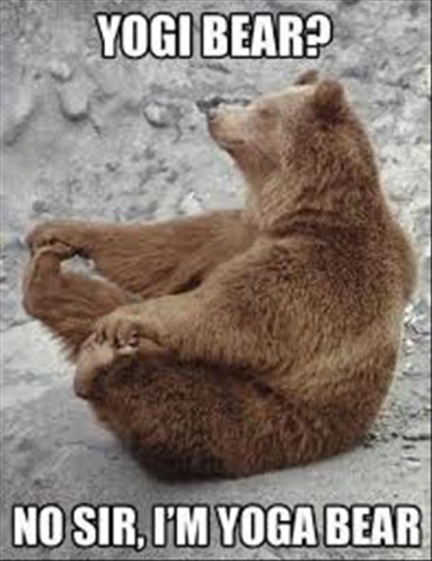 yoga bear