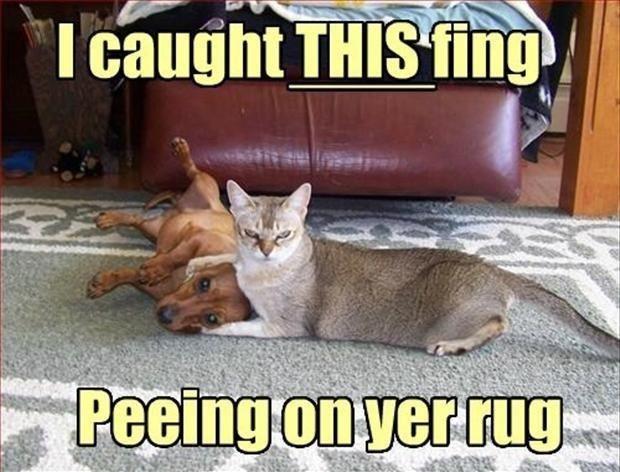 a cat caught the dog