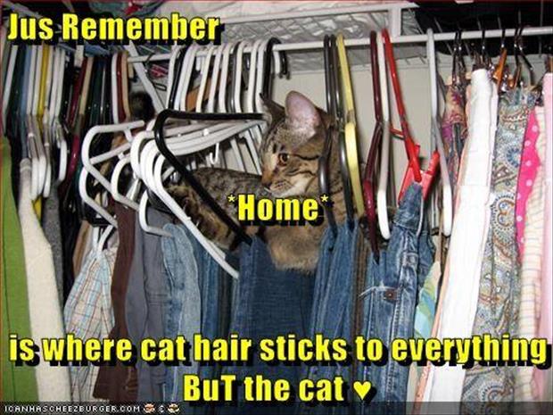 cat hair sticks to everything