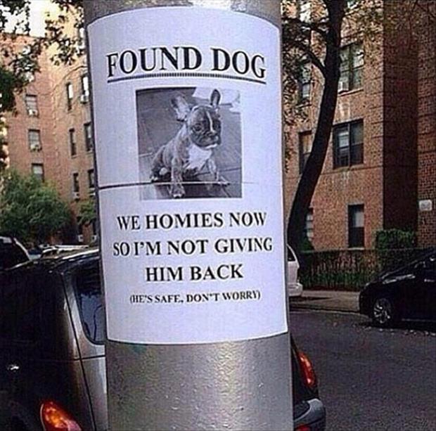 found dog