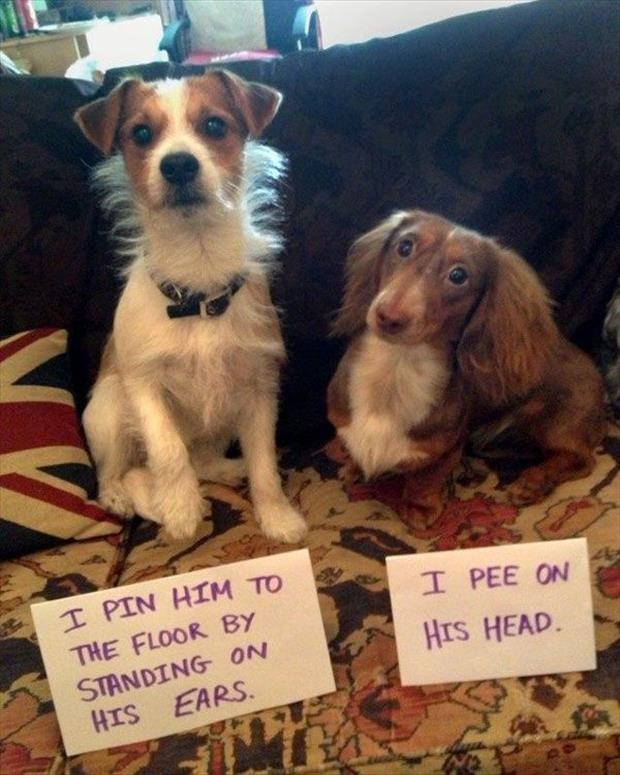 funny dogs (14)