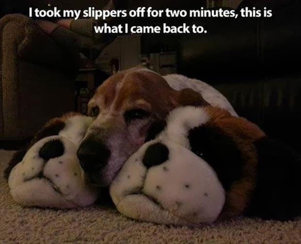 Beware Of The Funny Dogs - 24 Pics