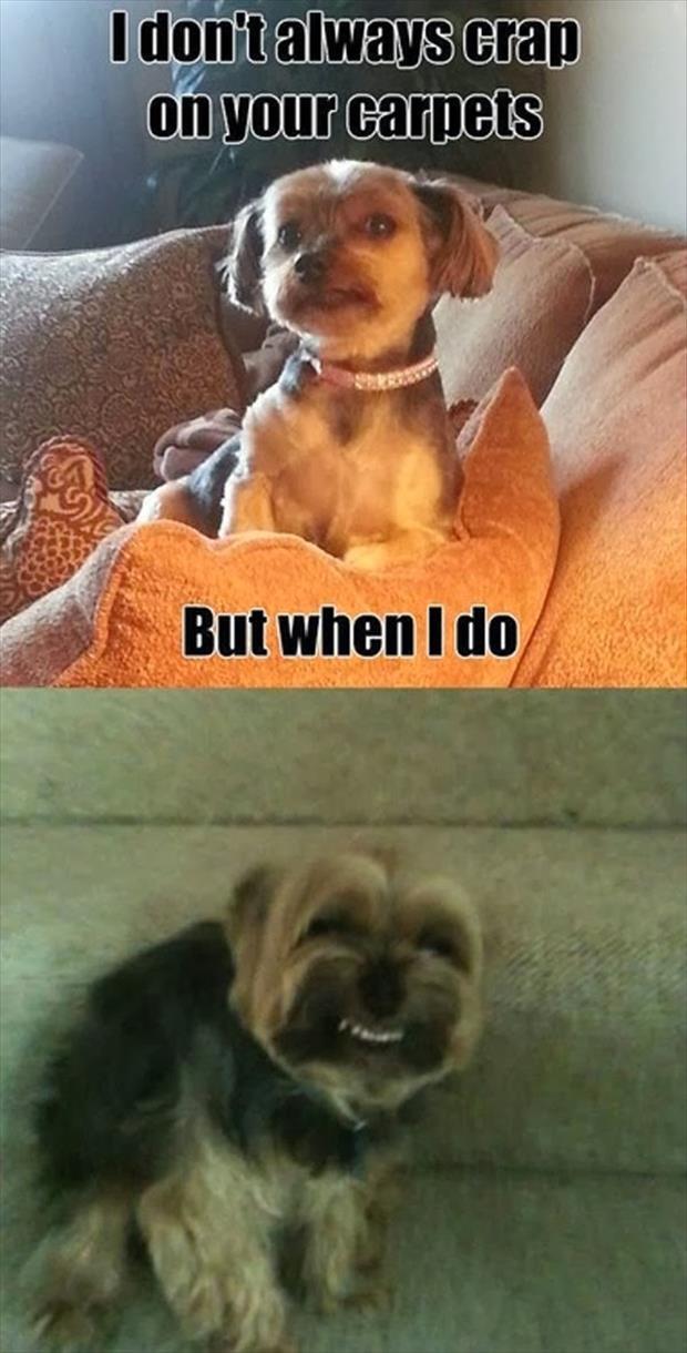 funny dogs (3)