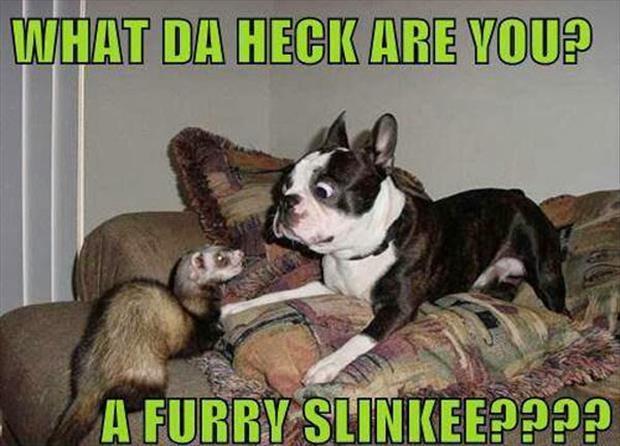 funny dogs (8)