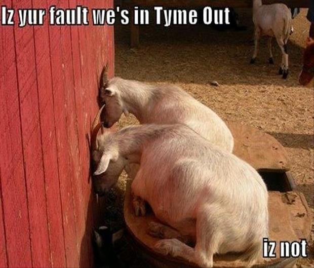 goats in time out