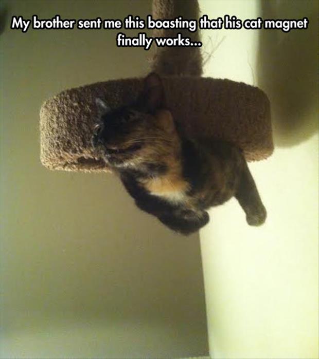 magnet cat