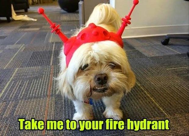 take me to a fire hydrant