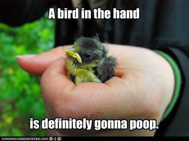 the bird in your hand