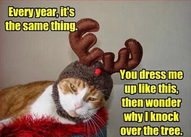 funny animal christmas pictures with captions