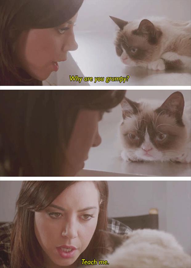 grumpy cat