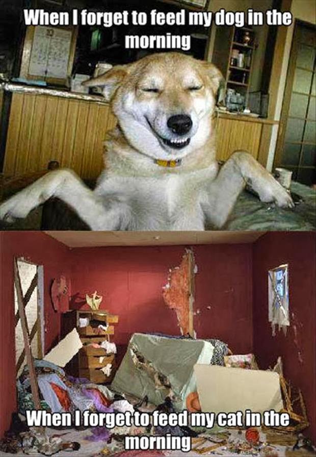 funny animal (1)