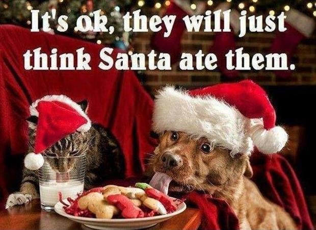 funny christmas pictures (20)