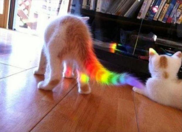 funny rainbows (1)