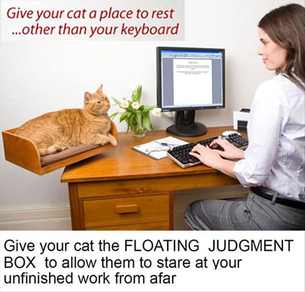 judgement cat