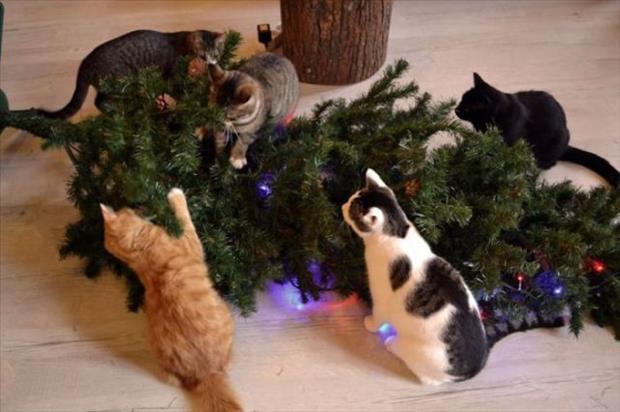 pets and christmas trees (1)