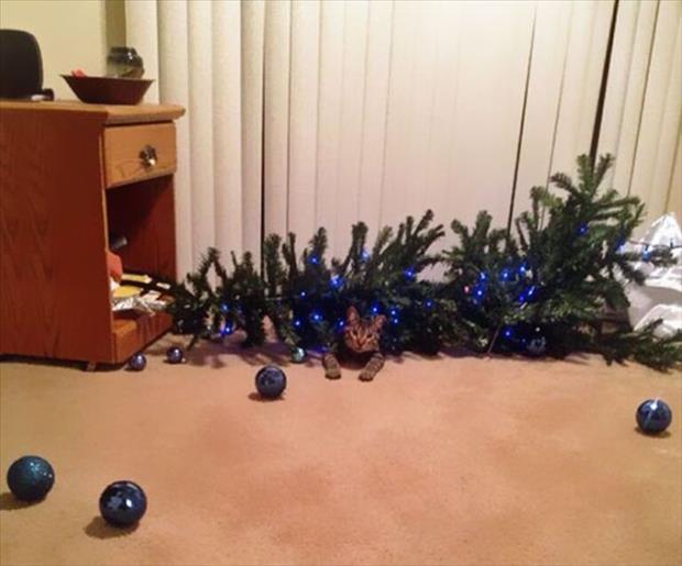 pets and christmas trees (10)