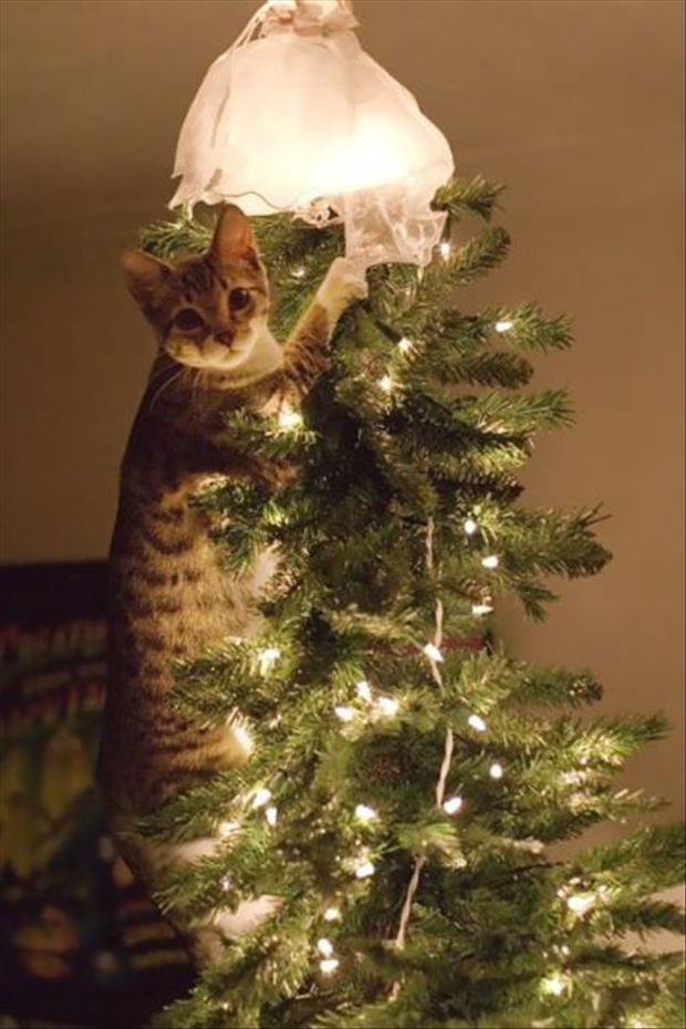 pets and christmas trees (12)
