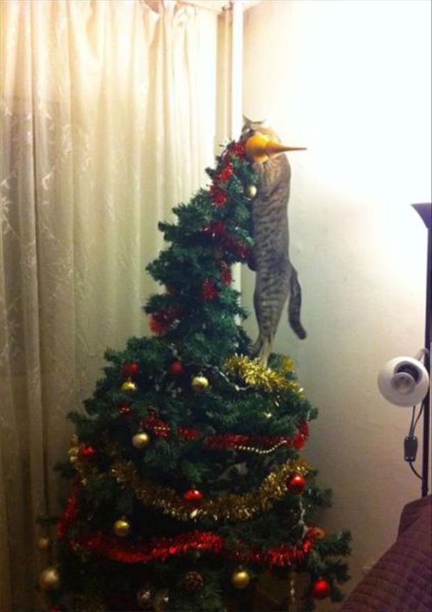 pets and christmas trees (2)