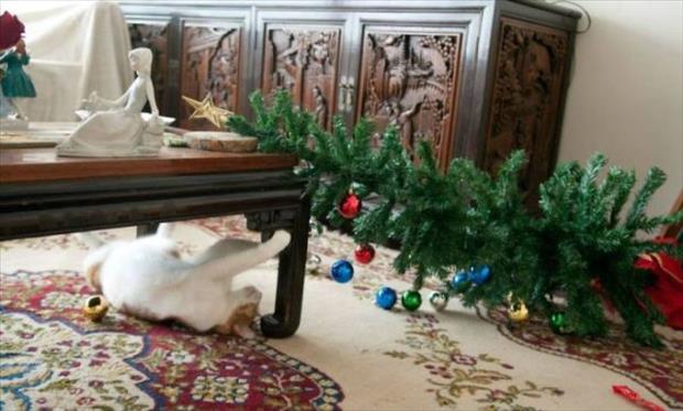 pets and christmas trees (6)