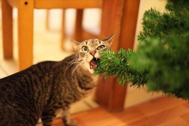 pets and christmas trees (8)