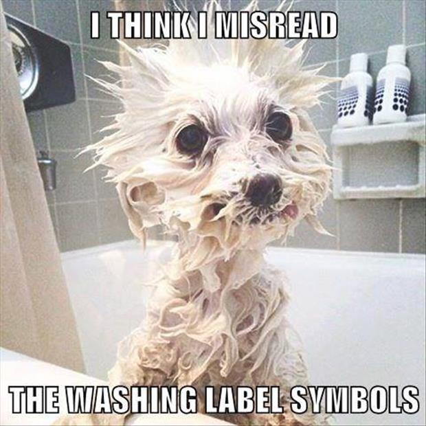 funny washing your dog