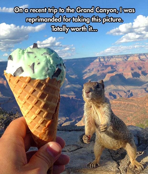 ice cream and squirrels