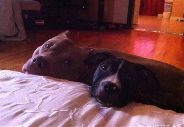 pit bulls (3)