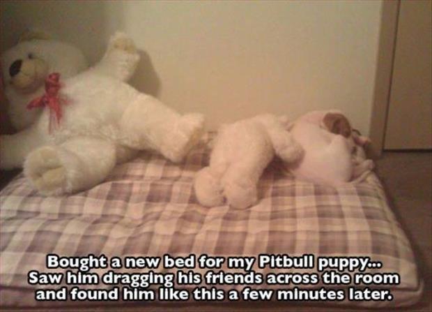 pit bulls (4)