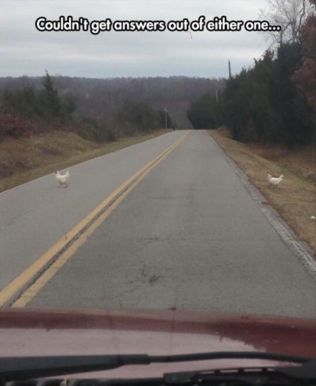 the chicken crossed the road