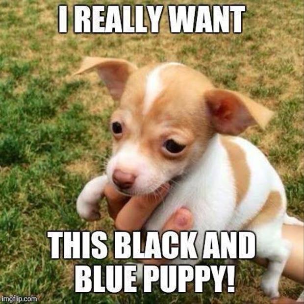 black and blue puppy