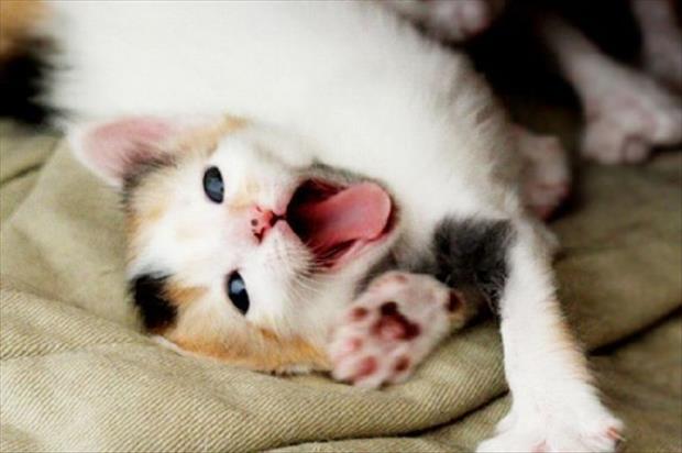 funny yawning (1)