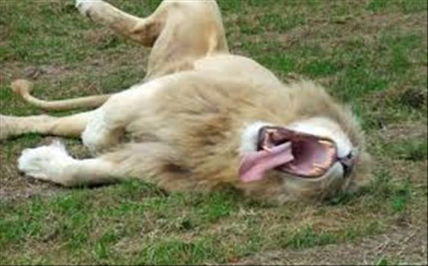 funny yawning (10)