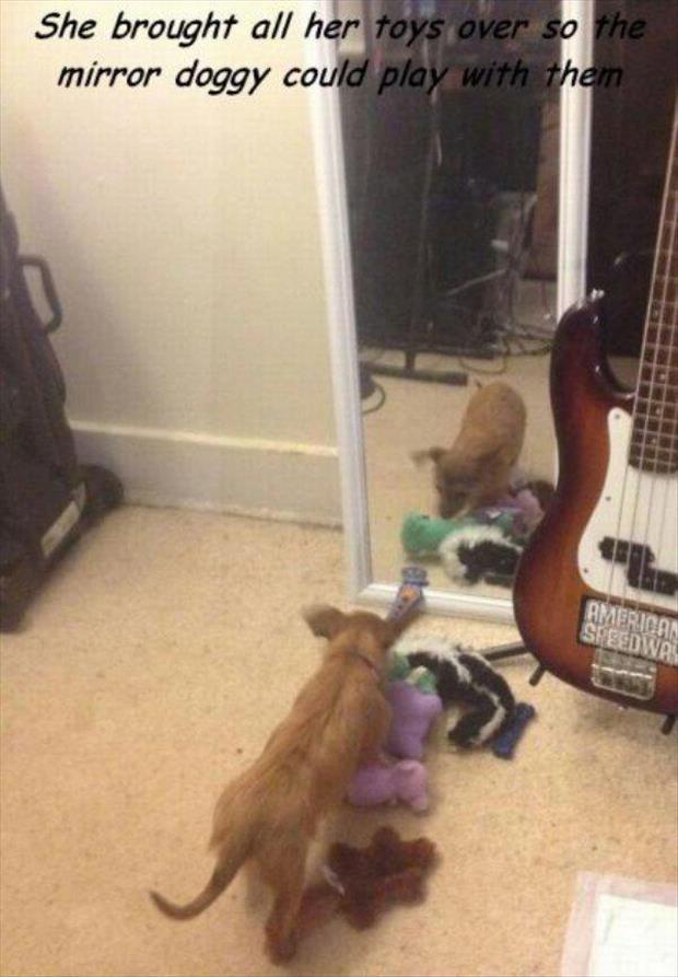 mirror doggy