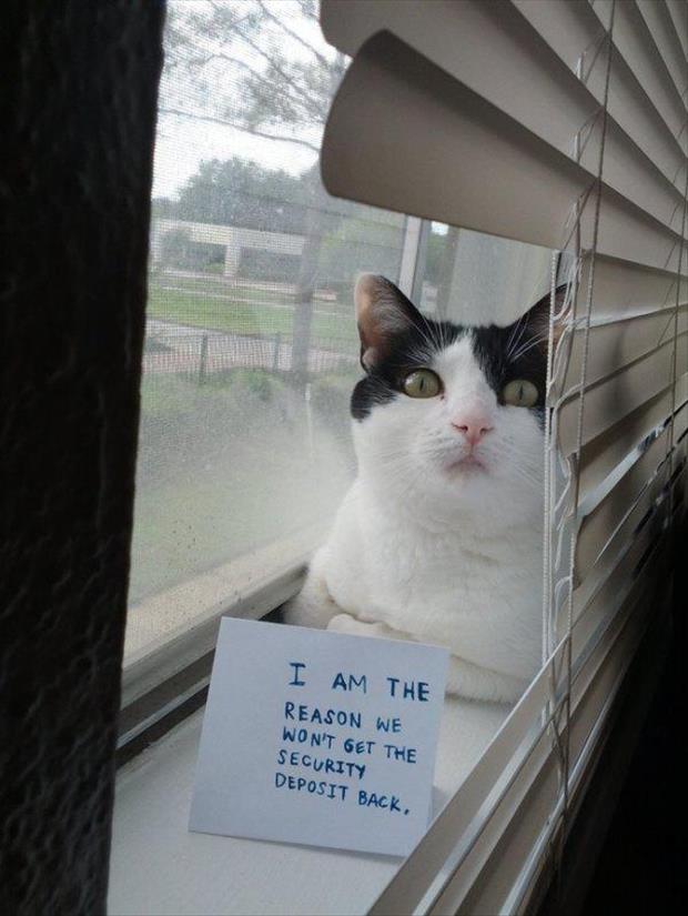 the cat shaming