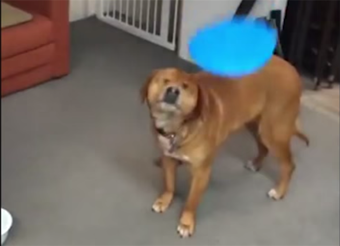 dog hit by frisbee meme