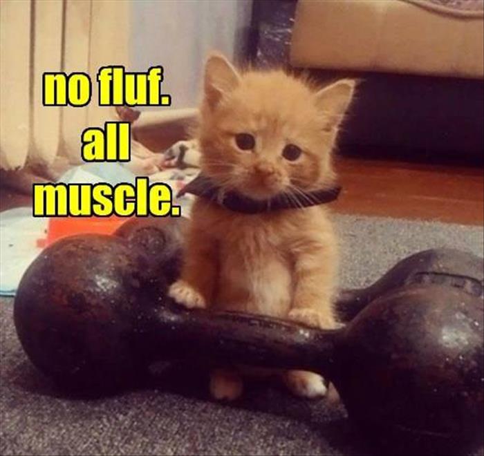 kitty is all muscle