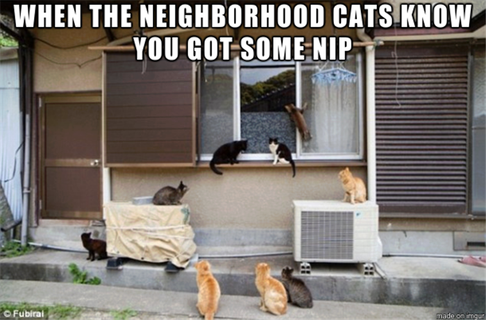 cats know you got nip