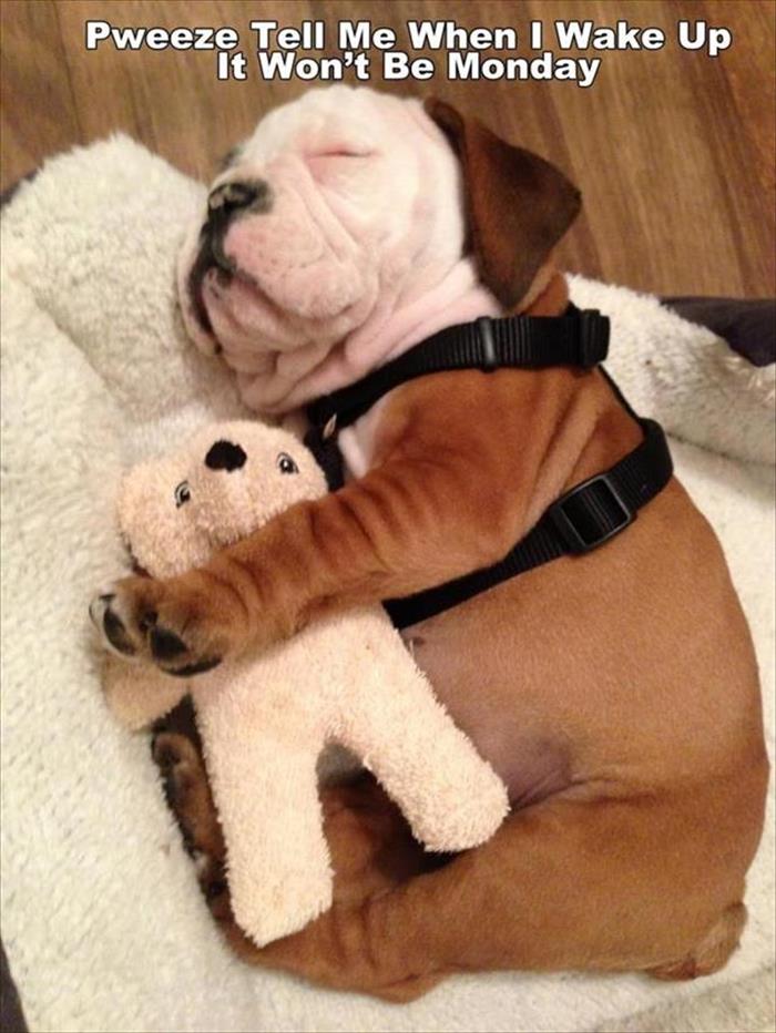 everyone-needs-a-cuddle-buddy-animal-edition-23-pics