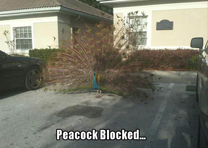 peacock blocked