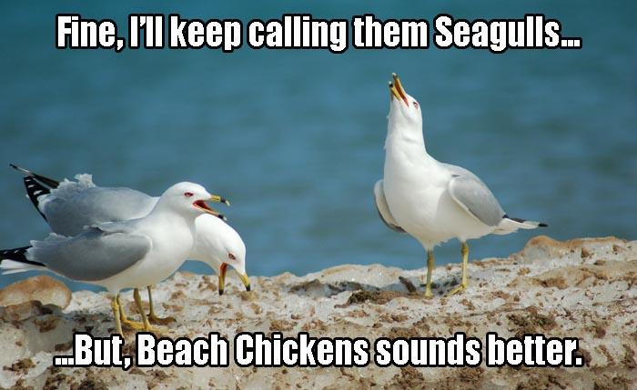 a-beach-chickens.jpg