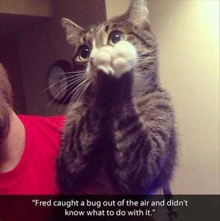 funny animal pictures (16)