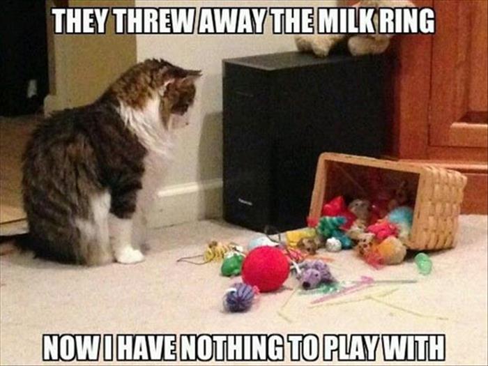 cats-love-the-milk-ring