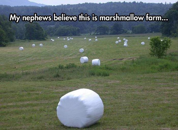 marshmellow farm