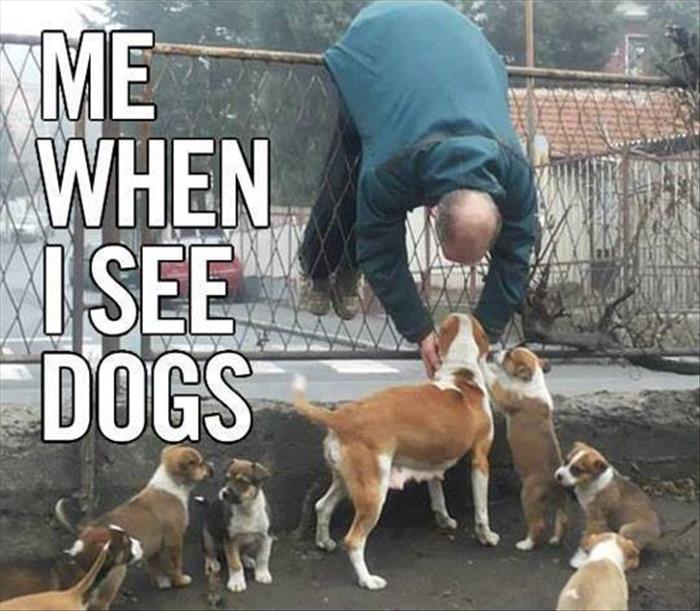 mewhen i see dogs