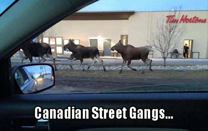 funny-most-Canadian-photo-ever