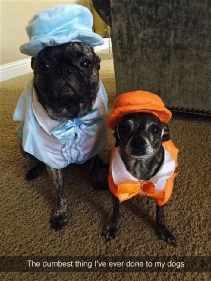 the dumb and dumber dogs