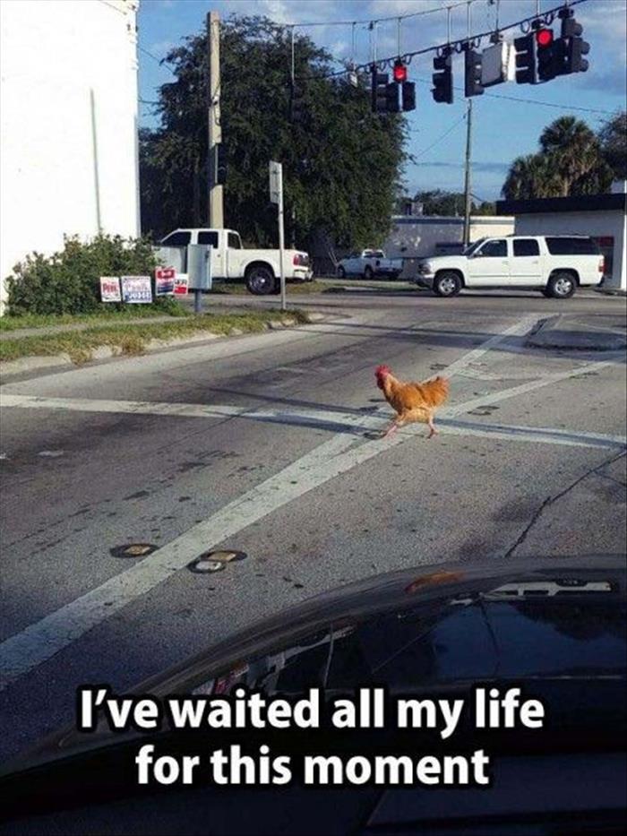 the funny chicken